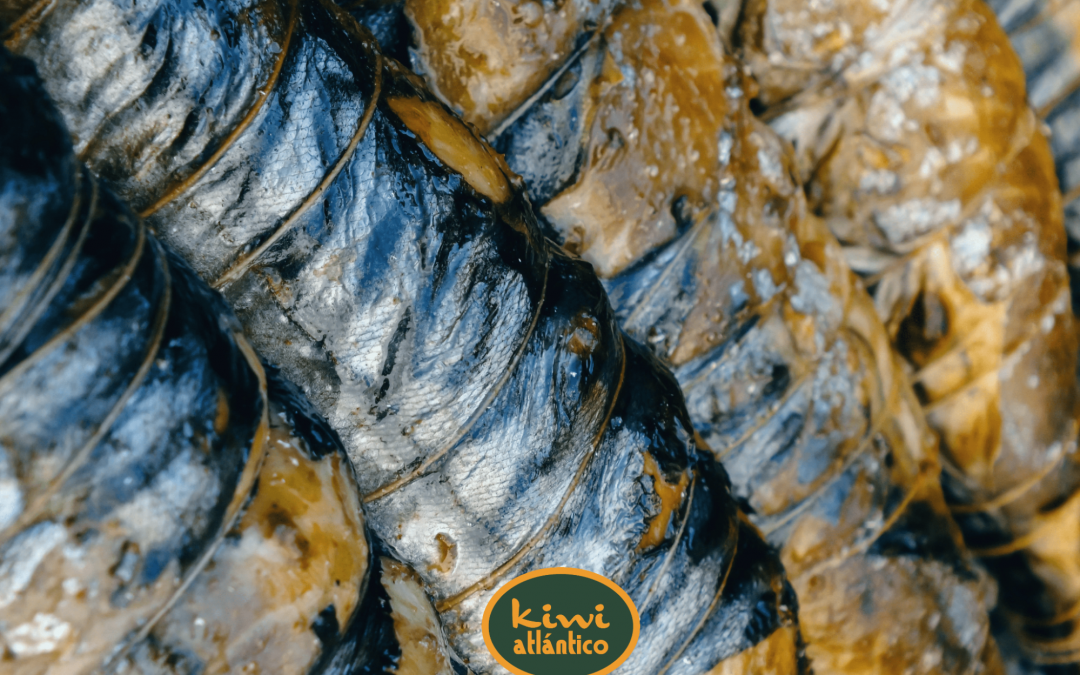 Por San Juan las sardinas piden… ¡kiwi!