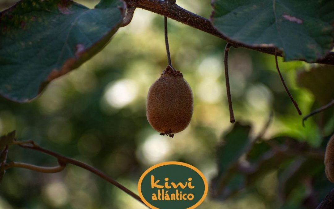 Empieza la temporada de kiwi. Curiosidades de nuestra fruta favorita